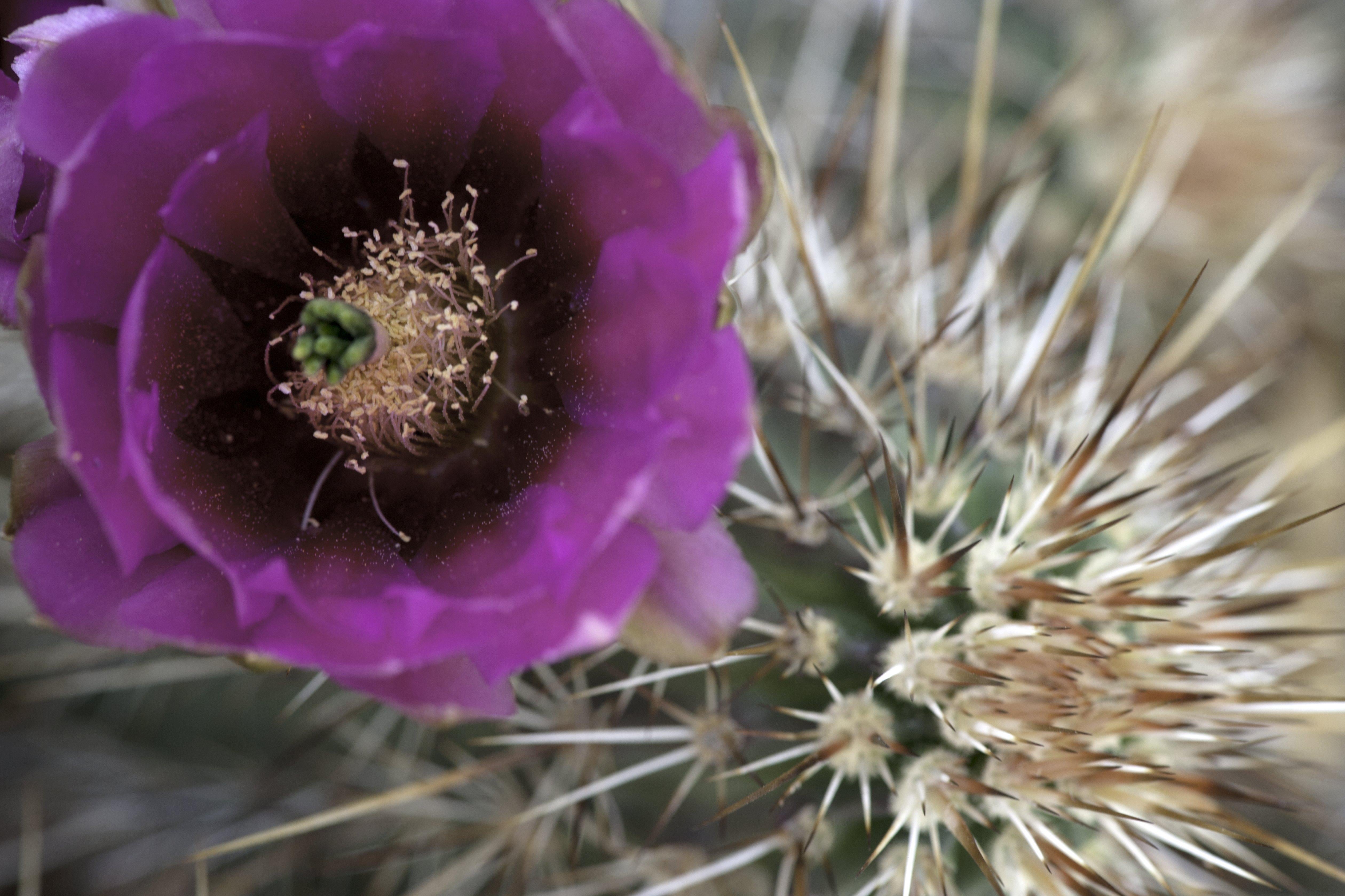 Abstract Photograph Marc Garrison - Cactus, Impression photographique originale, 2014