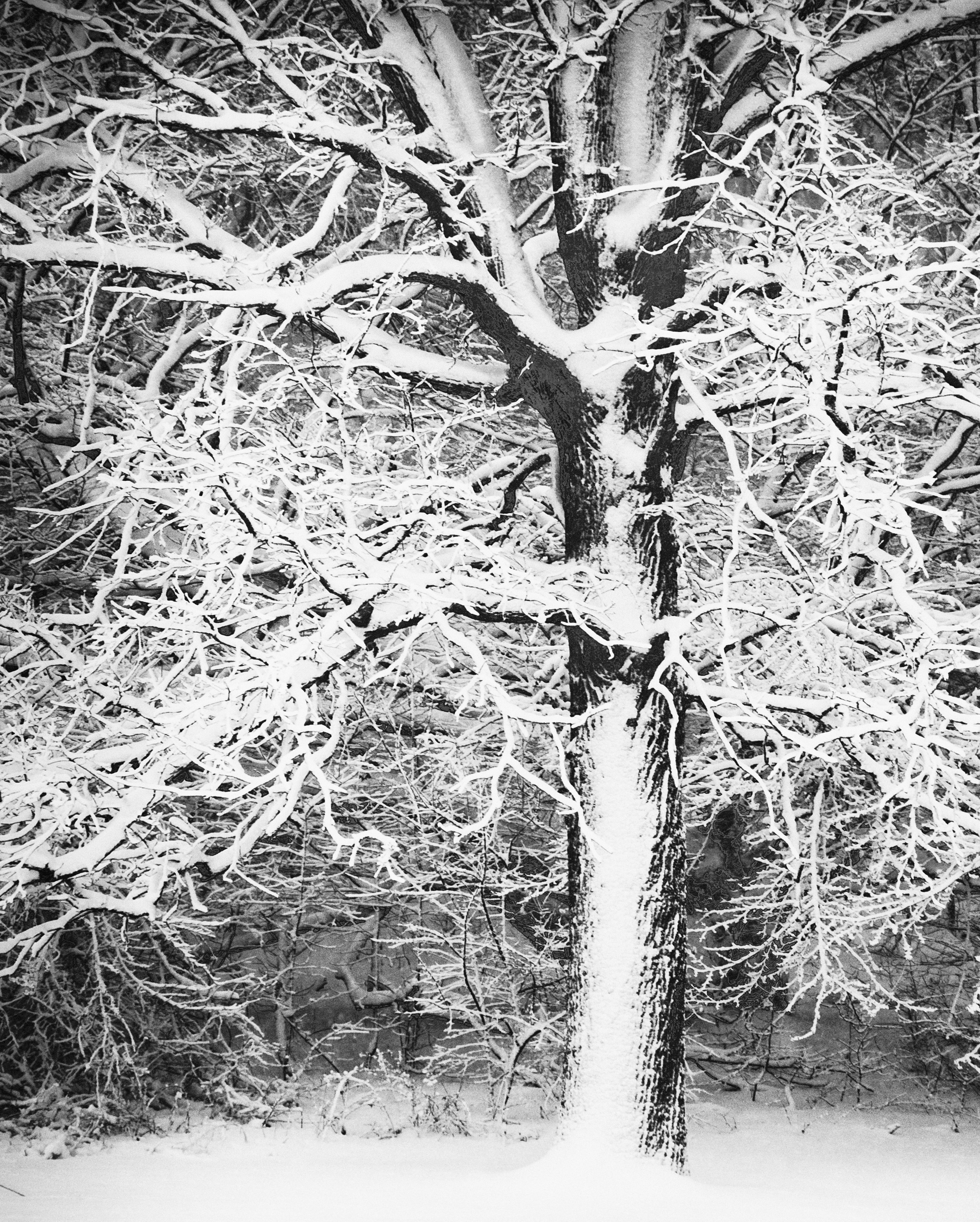 Marc Garrison Still-Life Photograph - Winter Tree