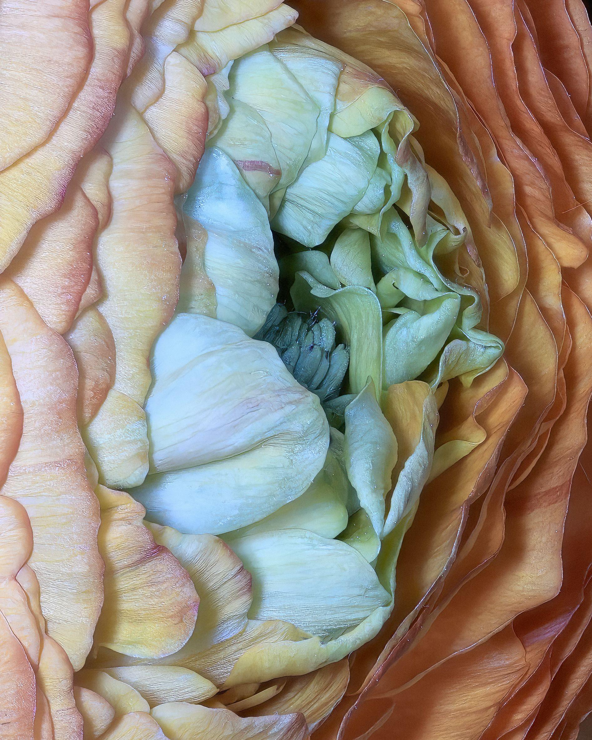 Marc Kittner Color Photograph - Ranunculous 232a, Stacked, Photograph, Archival Ink Jet