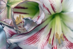 Candycane Amaryllis, 531a, gestapelt, digital auf Papier