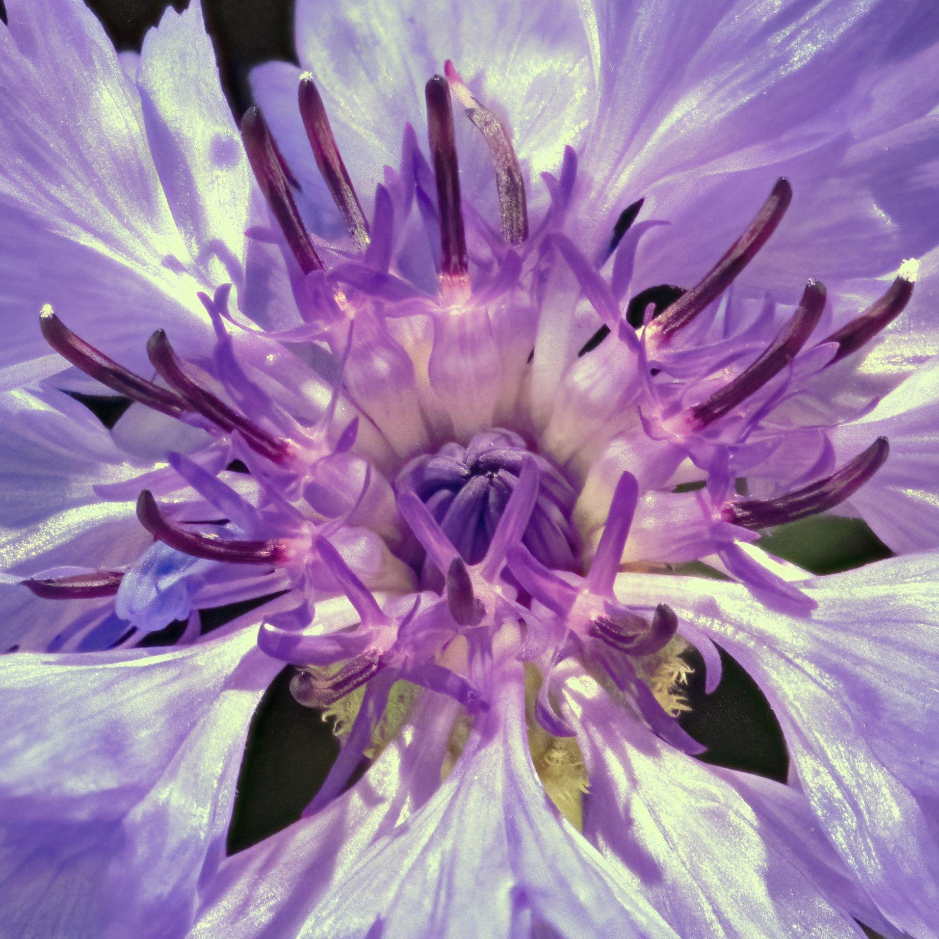 Marc Kittner Abstract Print - Cornflower 361a, Stacked, Digital on Paper