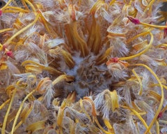 Leucospermum 446b, Stacked, Digital on Paper