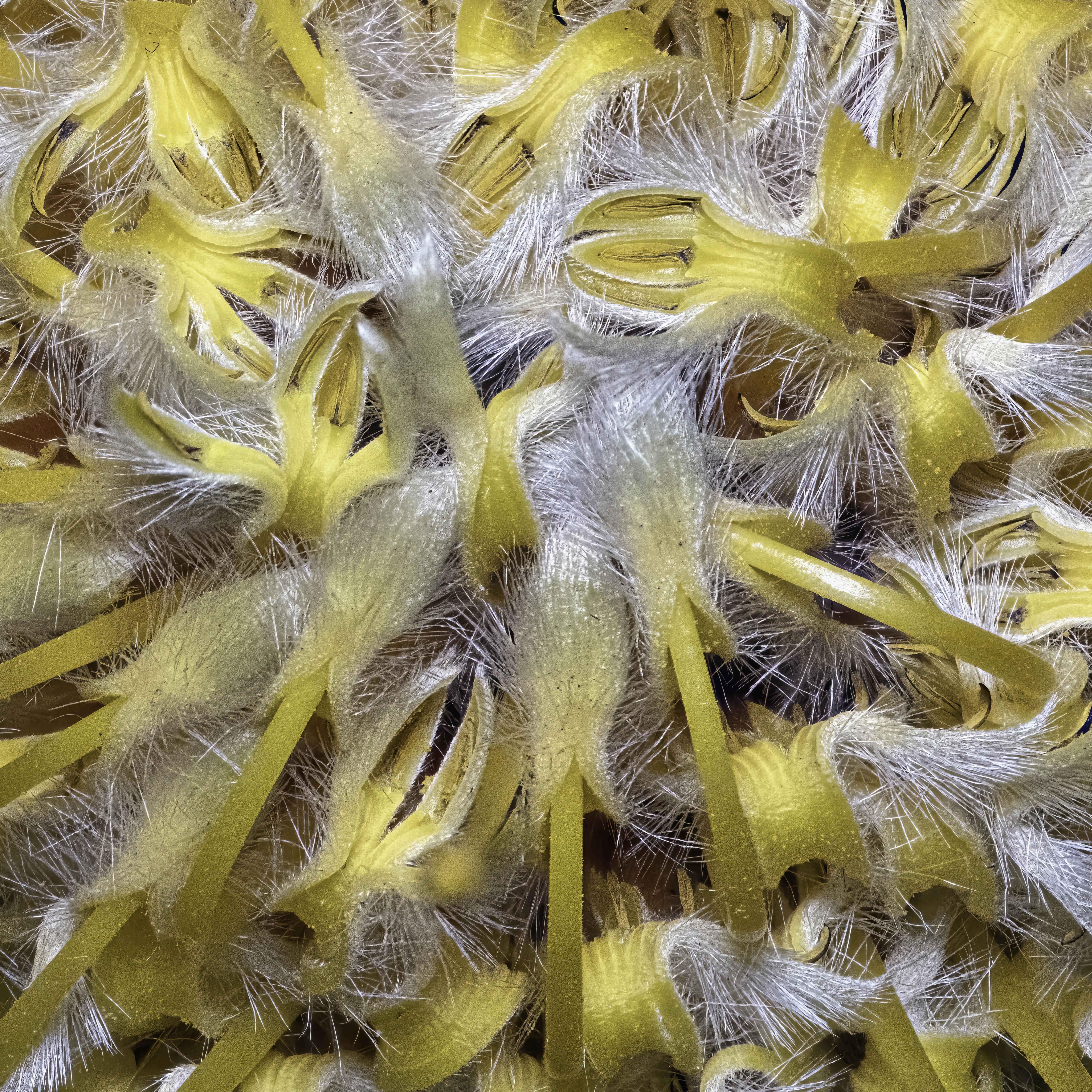 Marc Kittner Abstract Print - Leucospermum 497a, Stacked, Digital on Paper