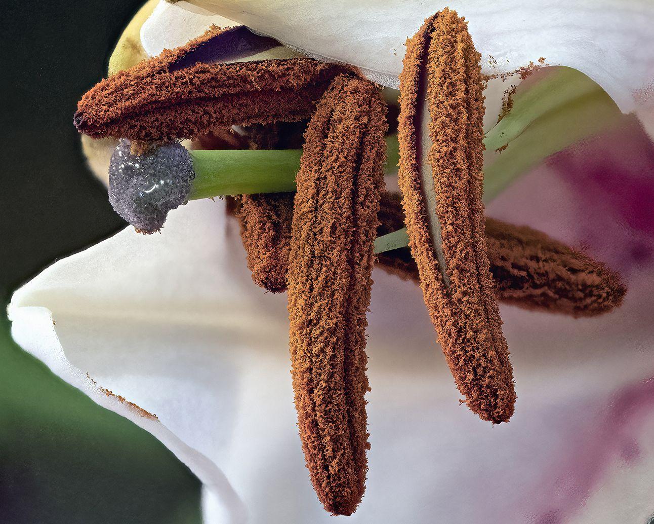 Marc Kittner Abstract Print - Oriental Lily 176a, Stacked, Digital on Paper