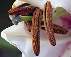 Oriental Lily 176a, Stacked, Digital on Paper