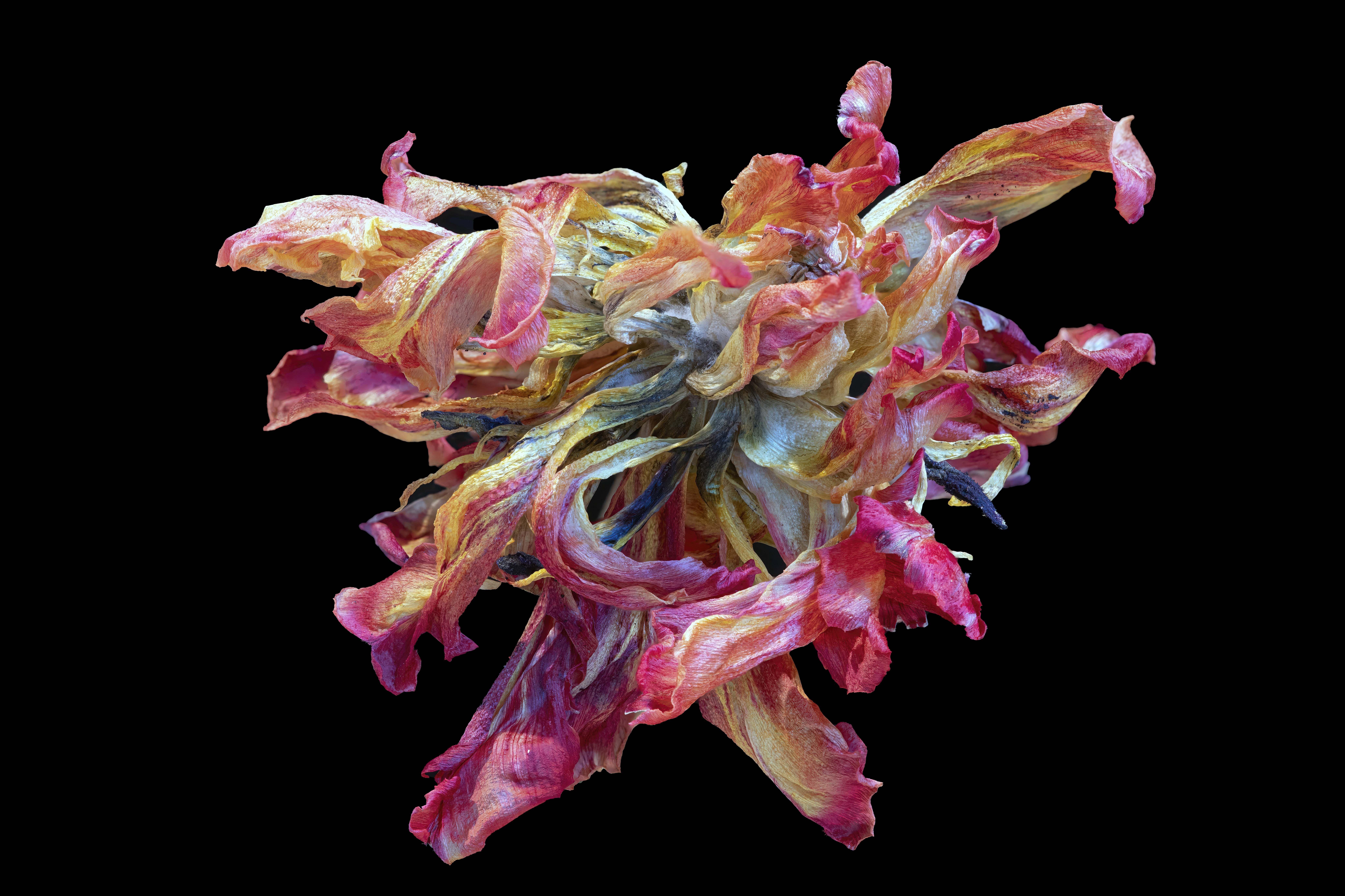 Marc Kittner Abstract Print - Parrot Tulip 264a, Stacked (Black), Digital on Paper