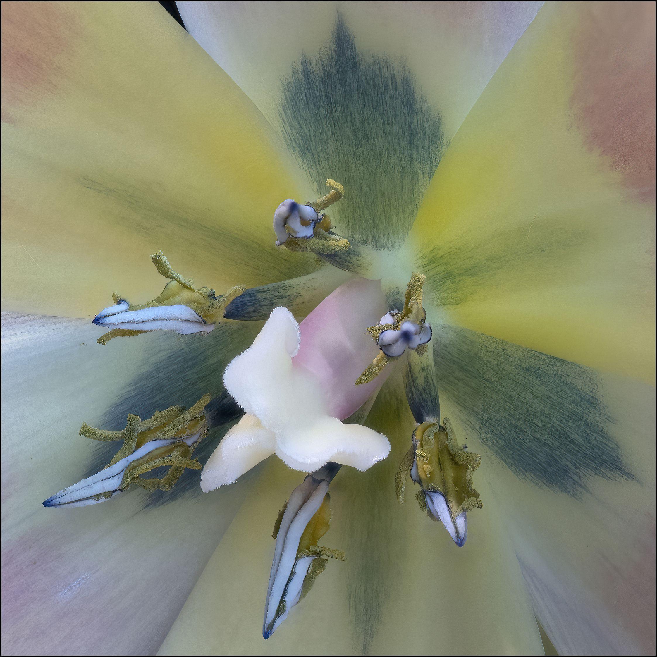Marc Kittner Abstract Print - Tulip 259a, Stacked, Digital on Paper