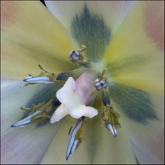 Tulpe 259a, gestapelt, digital auf Papier