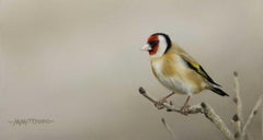 Vista - contemporary hyperrealisitic photographic wildlife bird acrylic painting