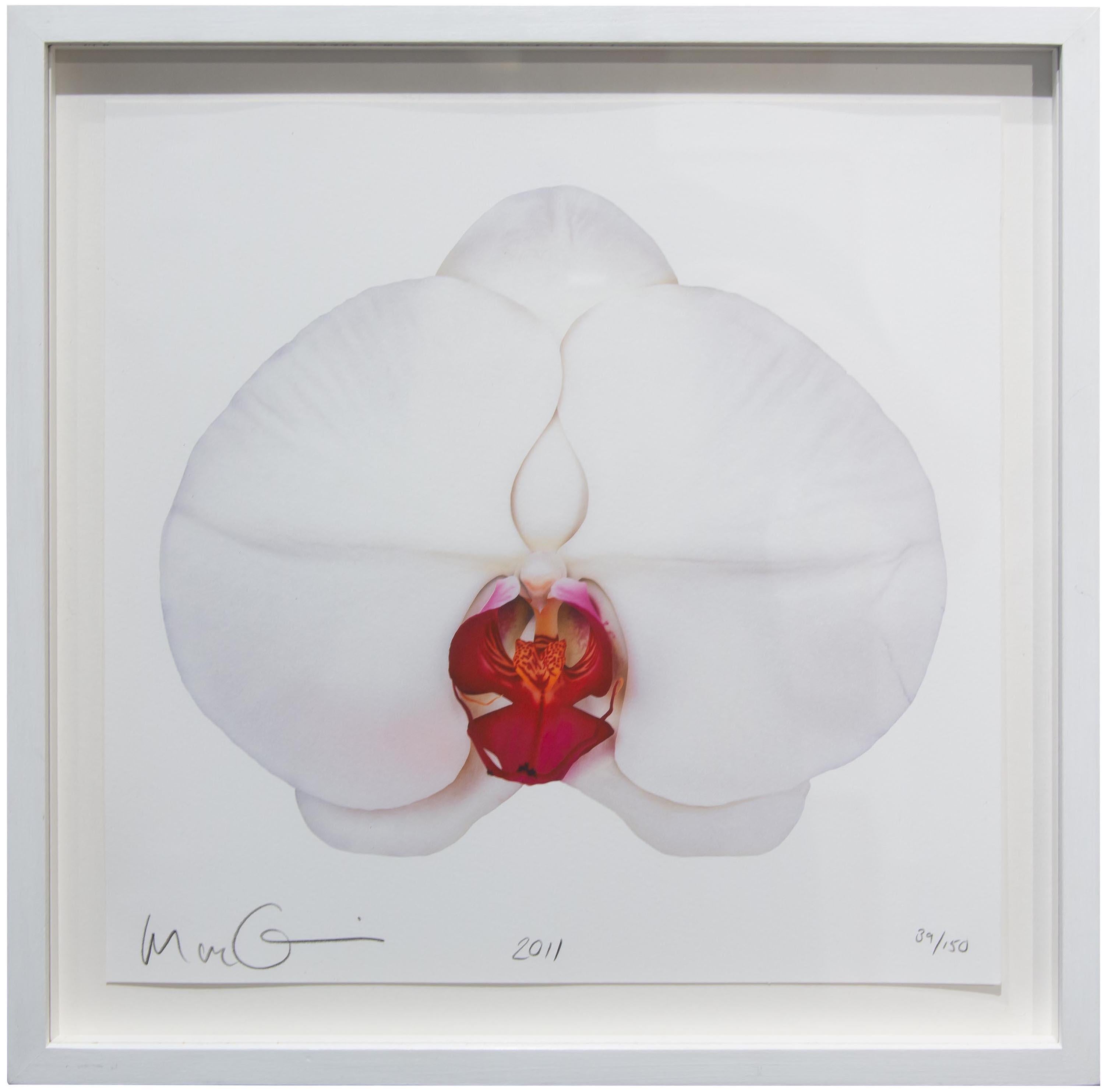 Weiße Orchidee – Print von Marc Quinn