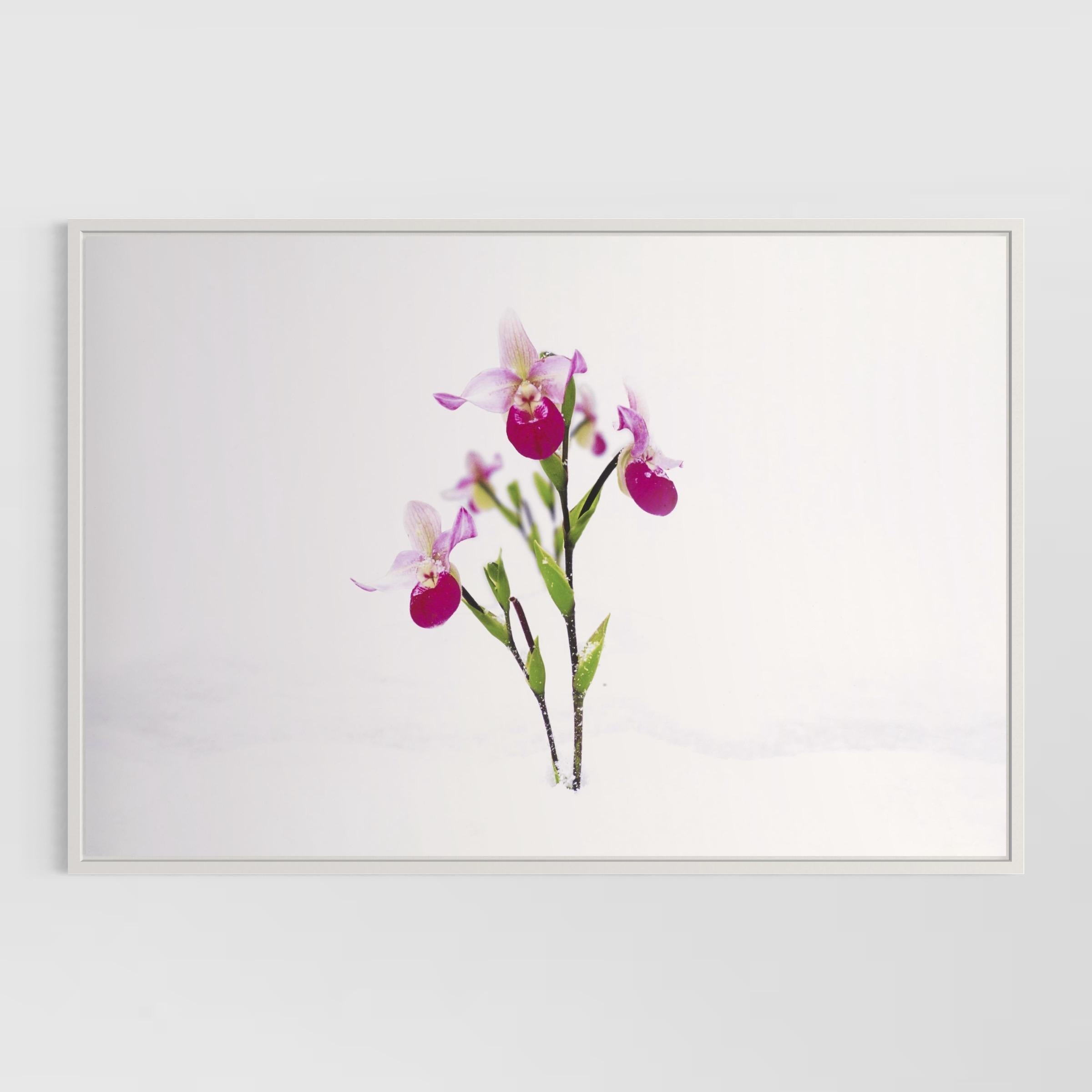 Winter Garden (Portfolio of 8) by Marc Quinn For Sale 4