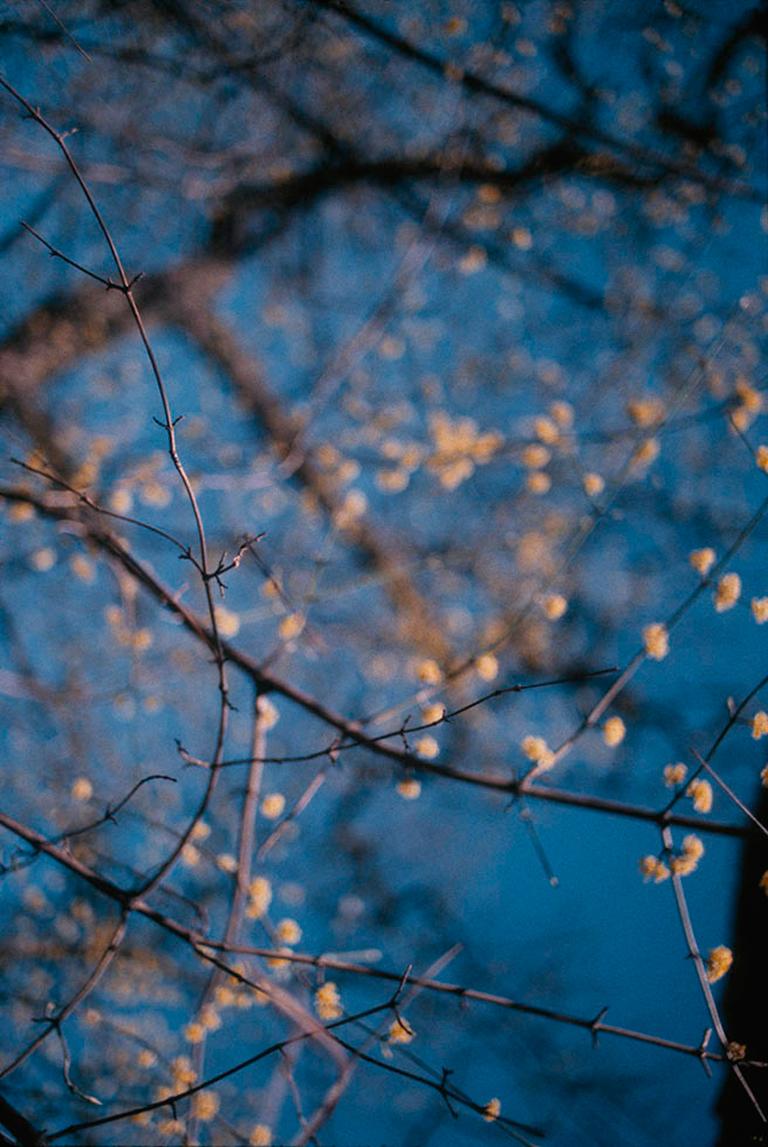 Marc Yankus Color Photograph - Branches