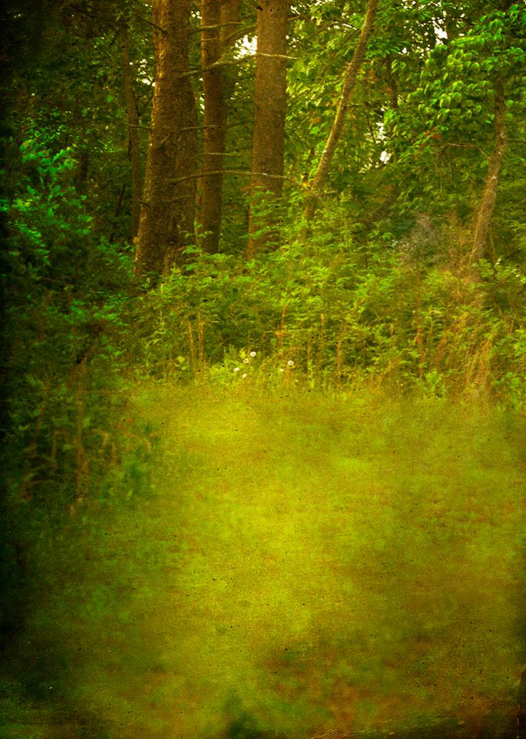 Marc Yankus Color Photograph - Green Clearing