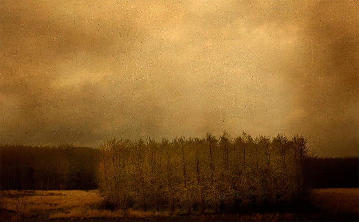 Marc Yankus Color Photograph - Row of Trees