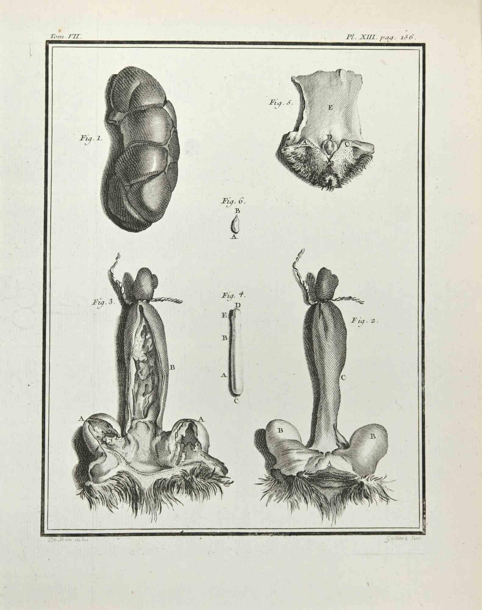 Anatomy of Animals - Etching by Marcel Gaillard - 1771