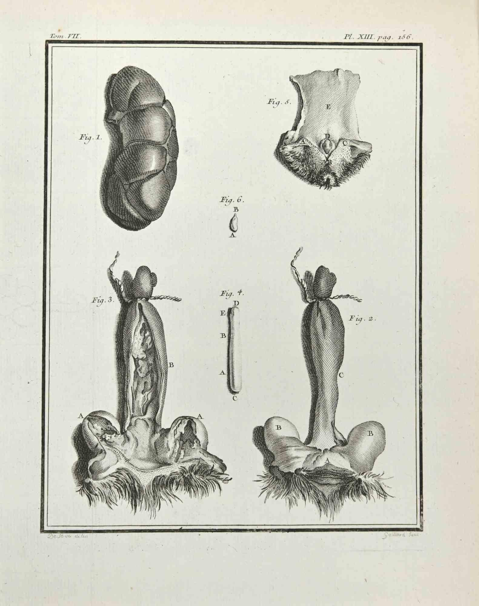 Anatomy of Animals (Anatomie des animaux) - Gravure de Marcel Gaillard - 1771