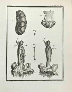 Anatomie von Tieren – Radierung von Marcel Gaillard – 1771