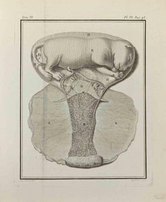 Intérieur des animaux - eau-forte de Marcel Gaillard - 1771