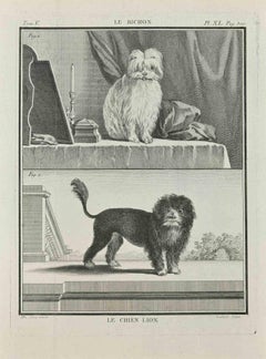 Le Chien Lion - Etching by Marcel Gaillard - 1771