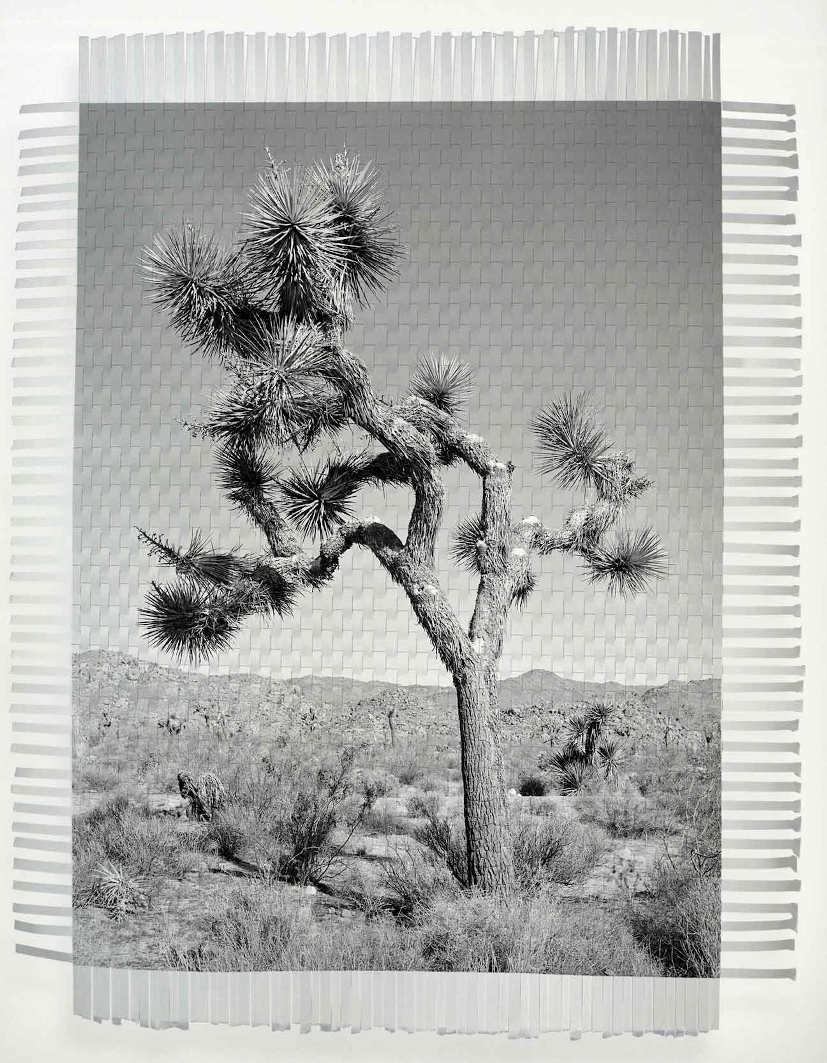 Marcelo Bengoechea Black and White Photograph - Karma Tree 1