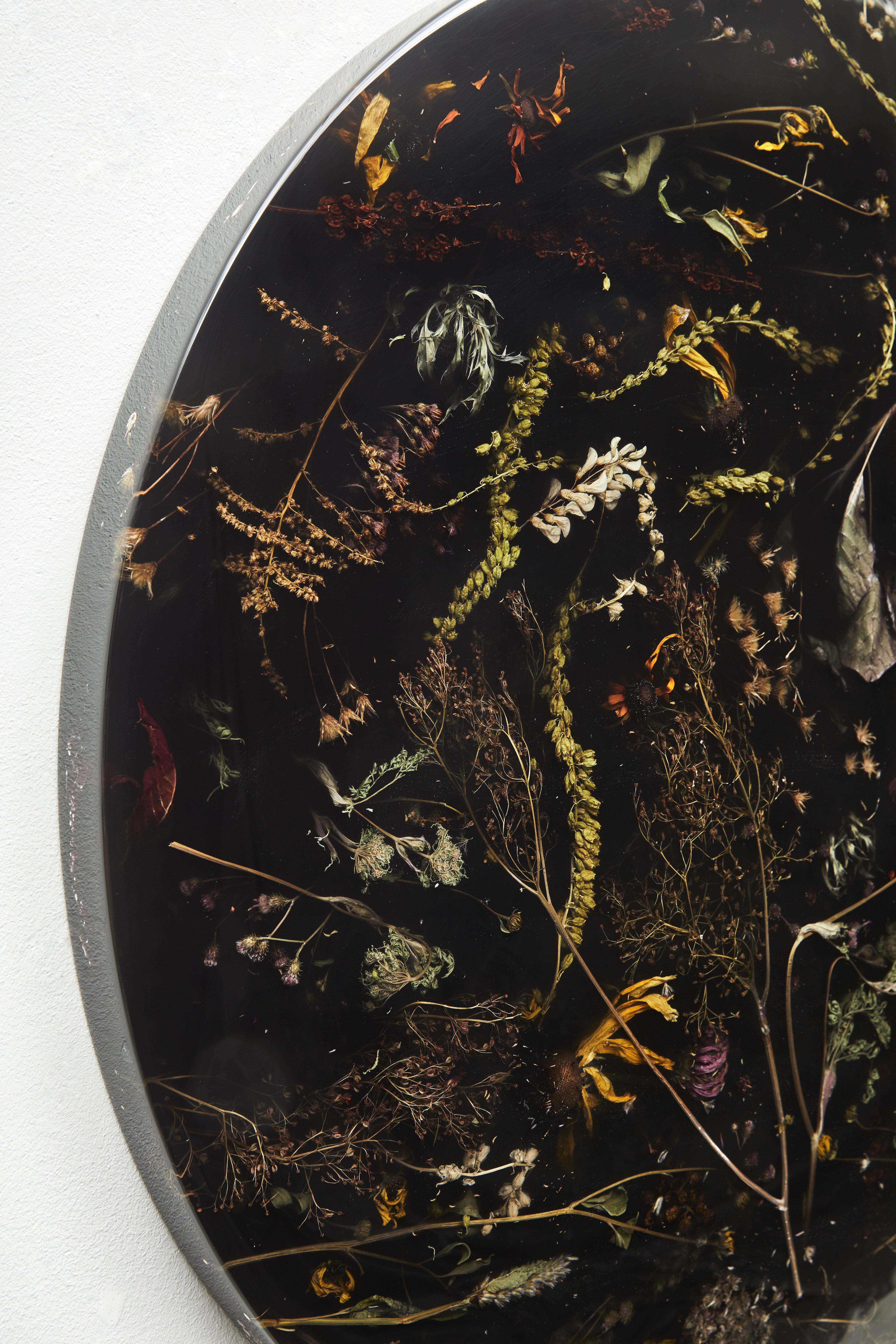 Polacco Marcin Rusak, Flora Wallhanging Lens 65, Fiori vernacolari, Nero, Lucido in vendita
