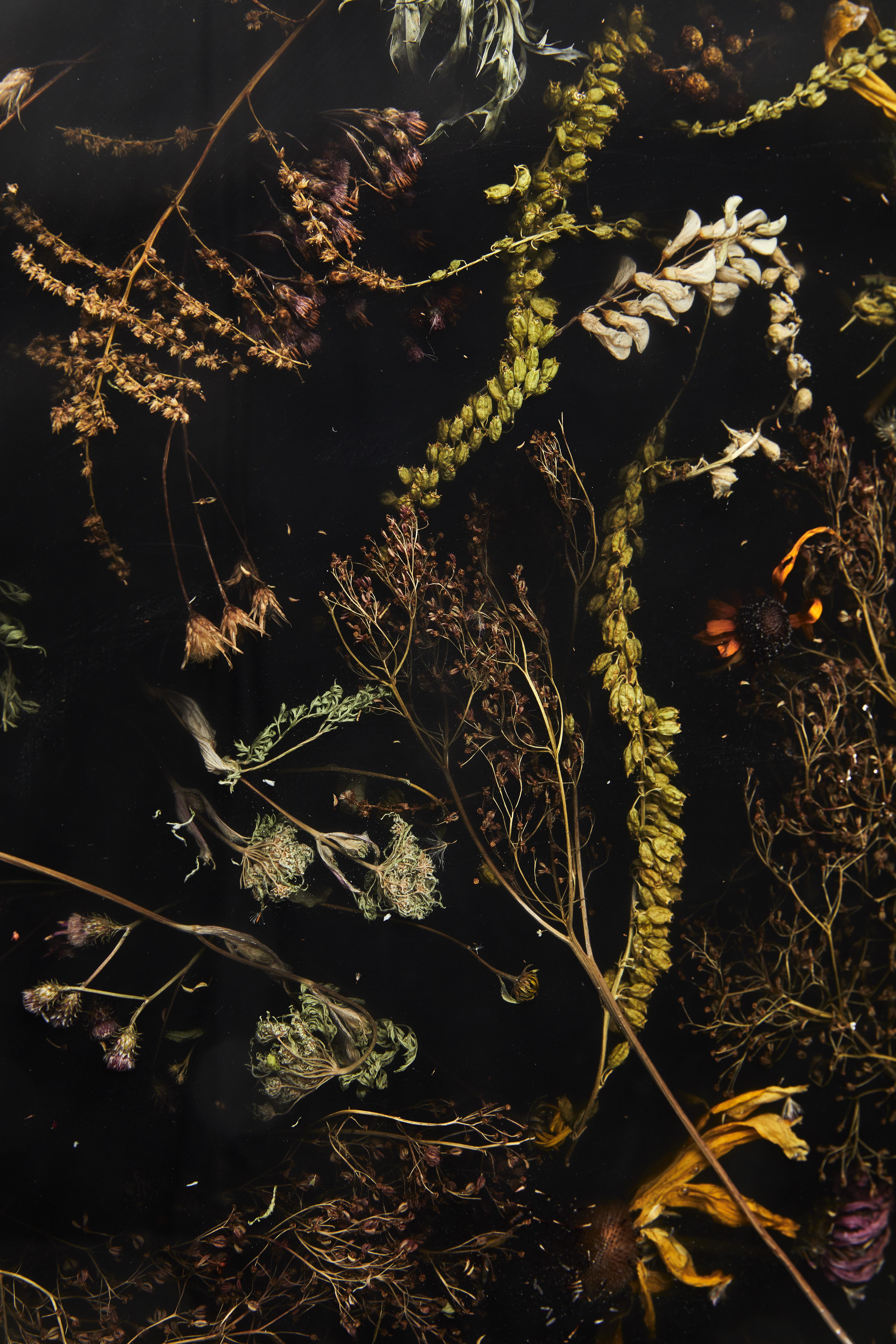 Calco Marcin Rusak, Flora Wallhanging Lens 65, Fiori vernacolari, Nero, Lucido in vendita