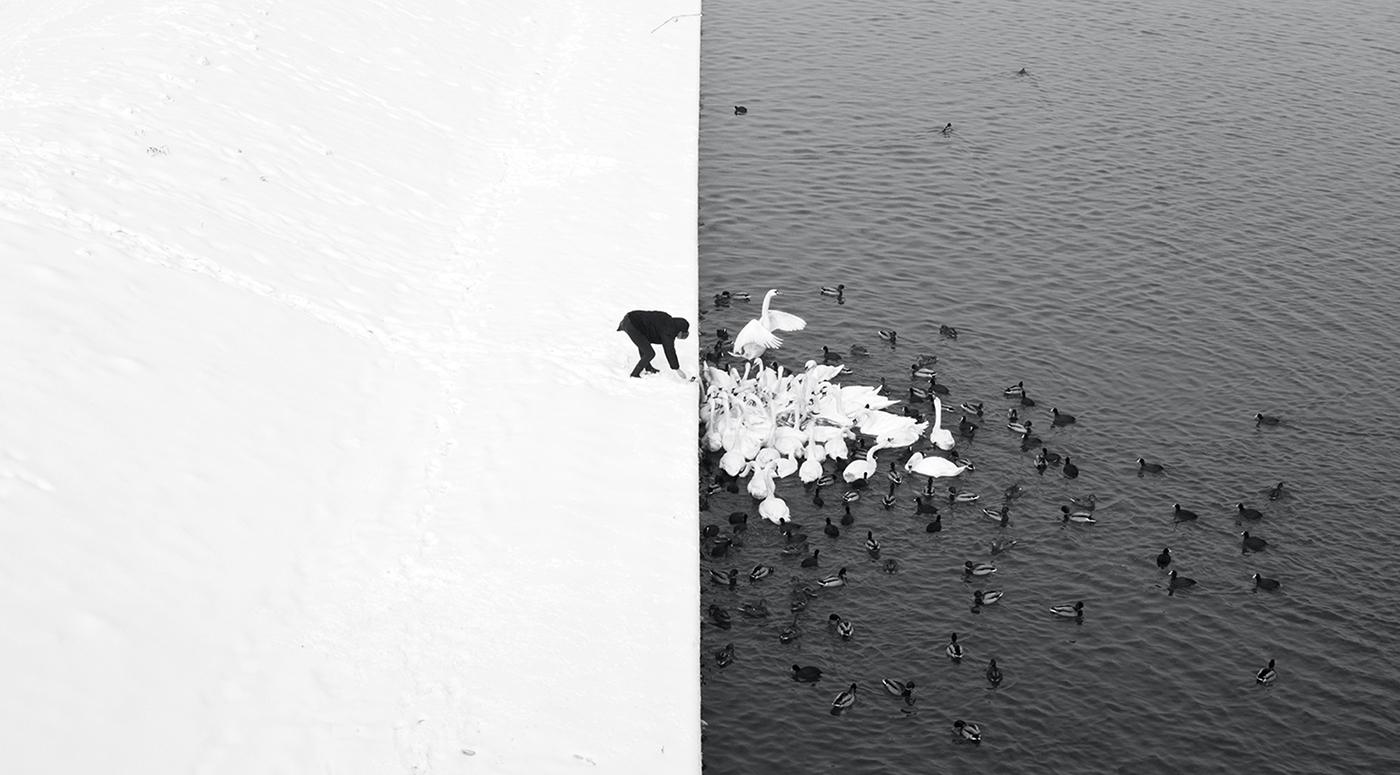Marcin Ryczek Black and White Photograph – Ein Mann füttert Schwäne im Schnee - Grand Prix NYPH New York Photo Festival 2015