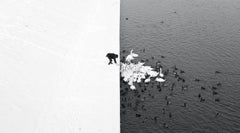 A Man Feeding Swans in the Snow - Grand Prix NYPH New York Photo Festival 2015