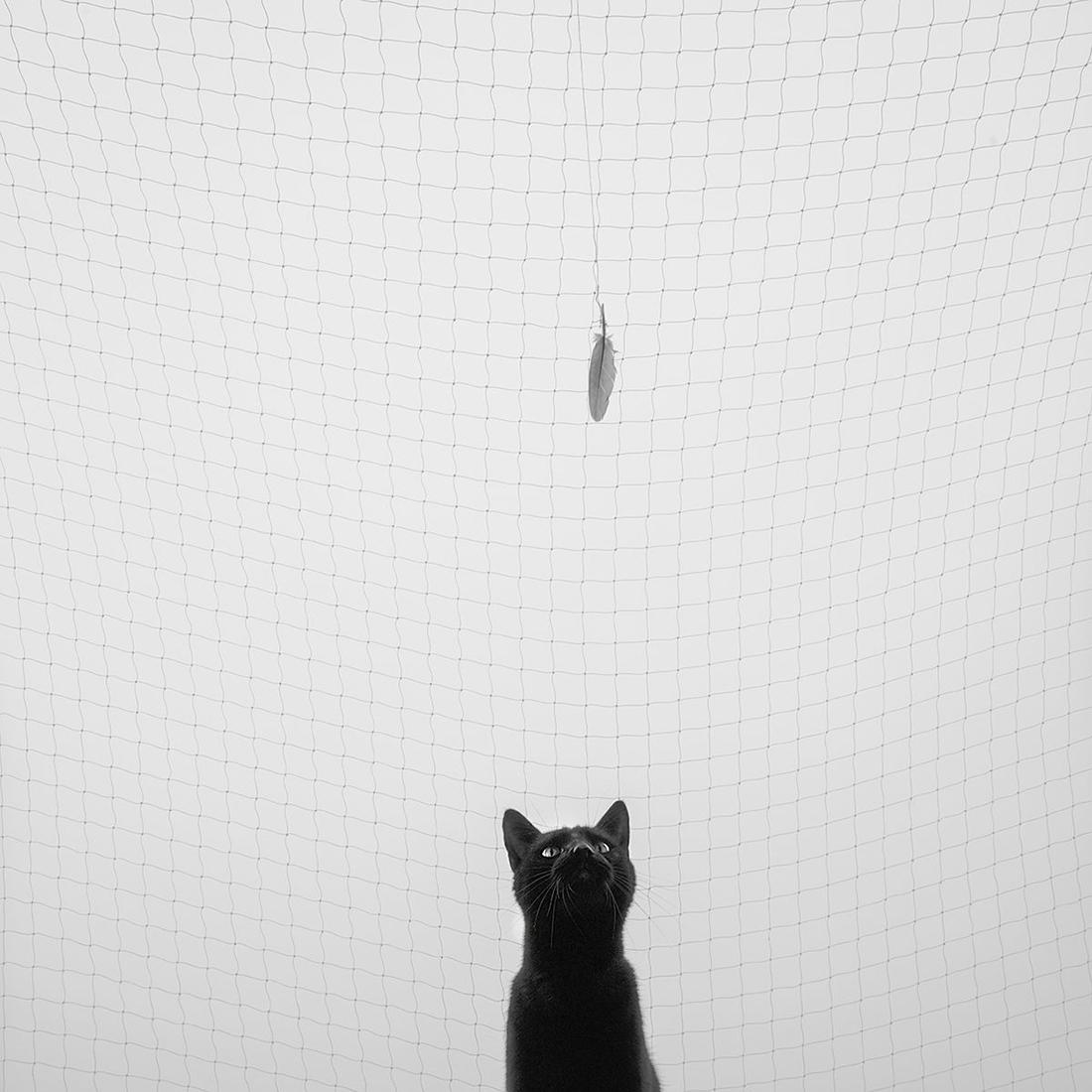 Marcin Ryczek Figurative Photograph - Catching a Feather  - Cat,  Contemporary Minimalist Street  Photography
