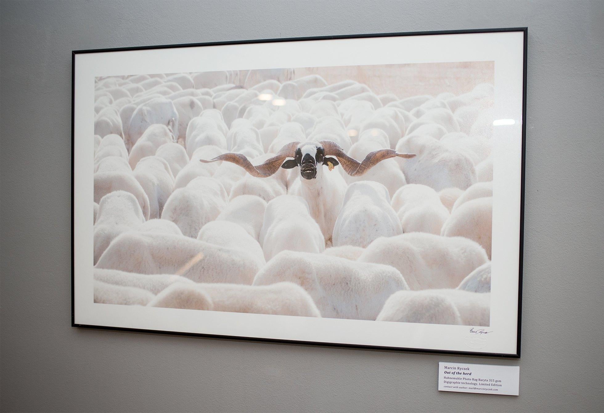 Fuera de la manada - Fotografía contemporánea minimalista y simbólica de arte callejero - Photograph Contemporáneo de Marcin Ryczek