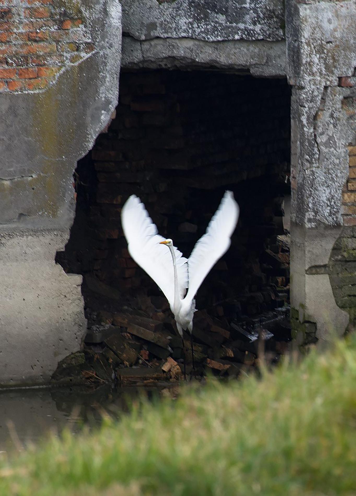 Wings - Contemporary Symbolic  Photography