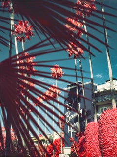 Beverly Palm