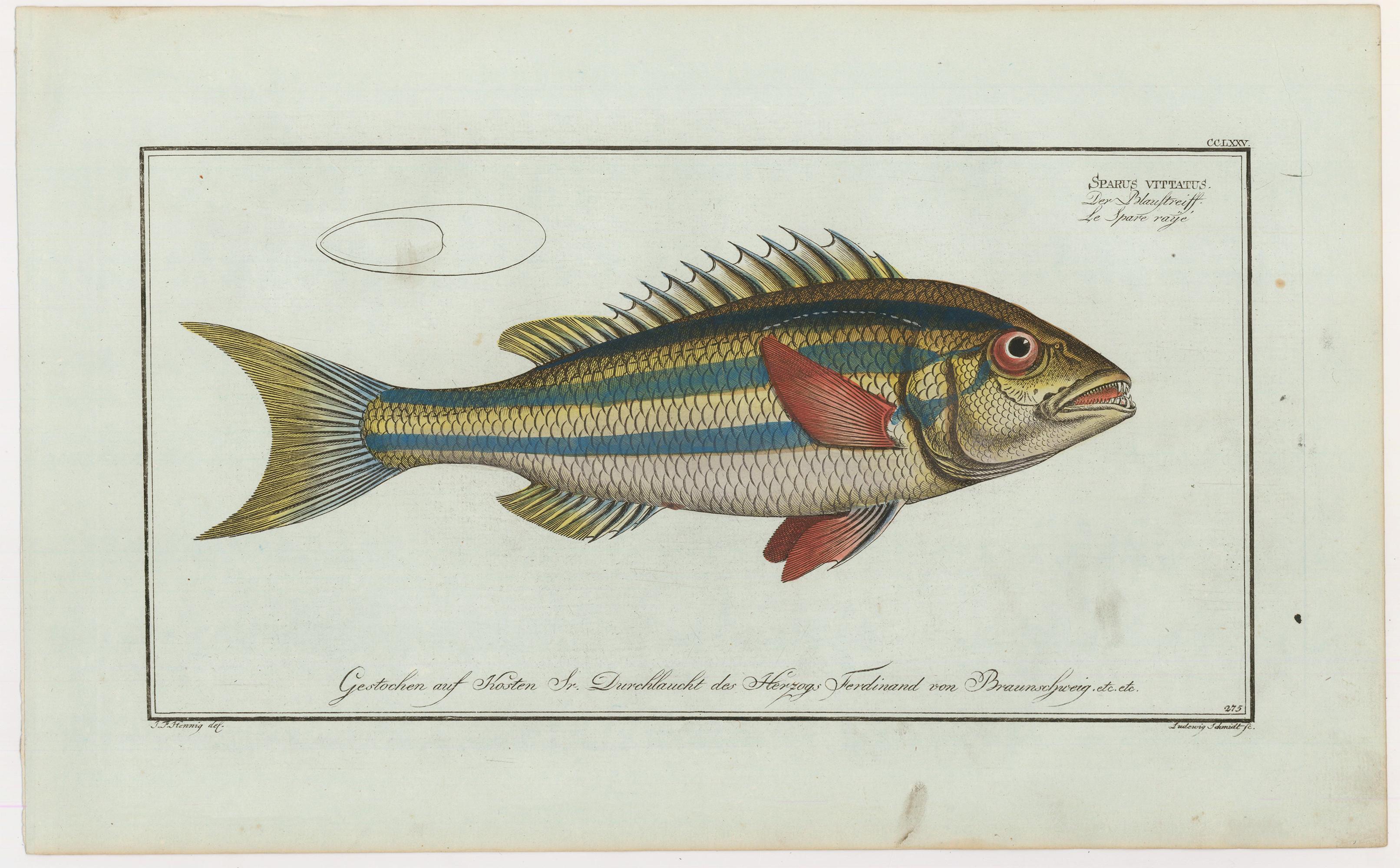 Blue-Striped Gilt Fish Engraving - Print by Marcus Elieser Bloch