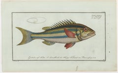 Blue-Striped Gilt Fish Engraving