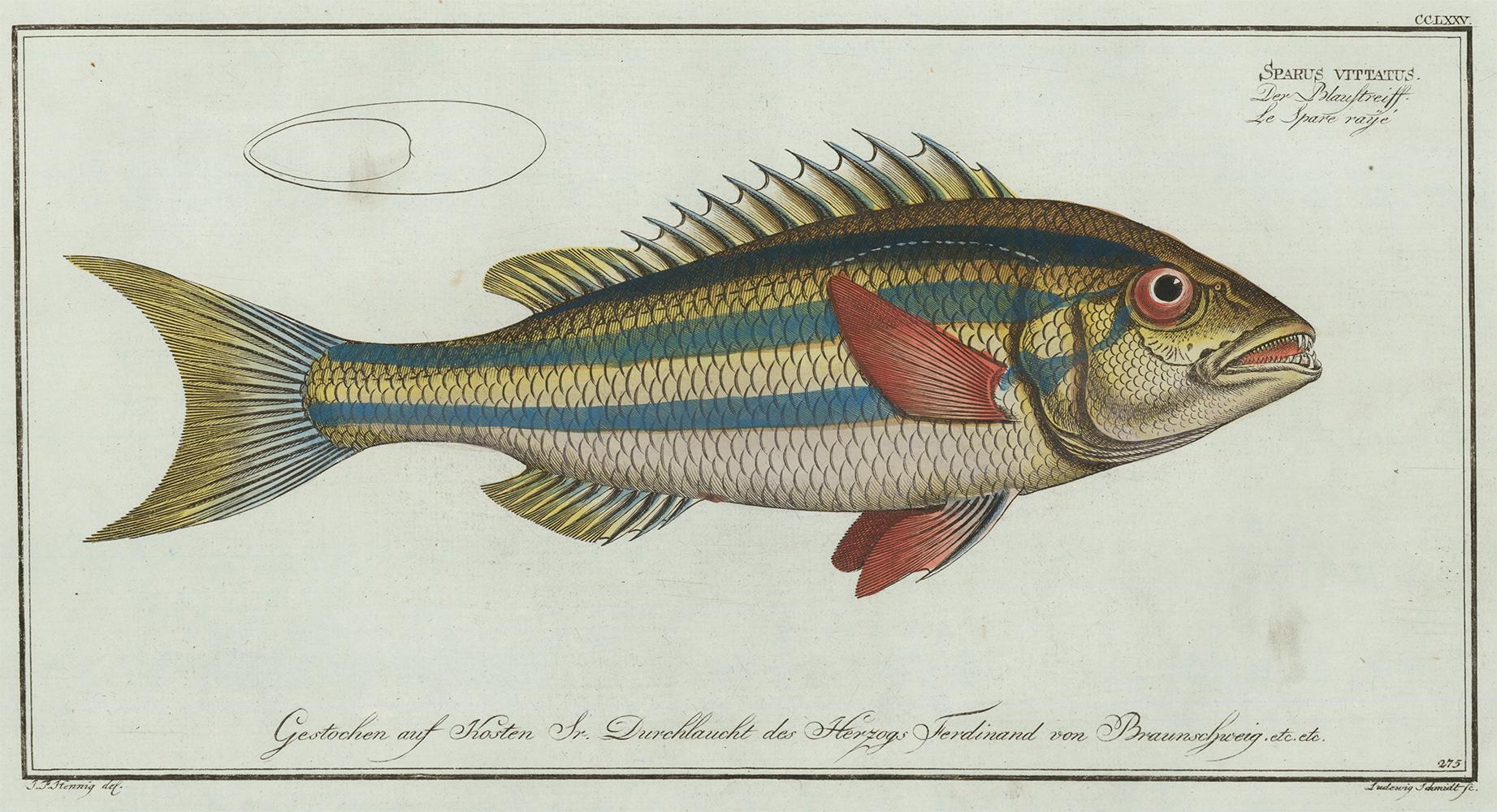 Marcus Elieser Bloch Animal Print - Blue-Striped Gilt Fish Engraving