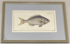 Marcus Elieser Bloch "Sparus Tetracanthus" Framed Print