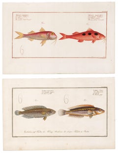 Pair of Fish Engravings
