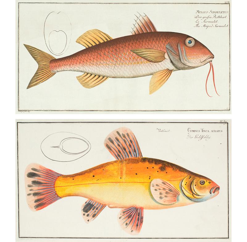 Marcus Elieser Bloch Animal Print - Pair of Fish Engravings