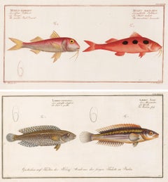 Antique Pair of Fish Engravings
