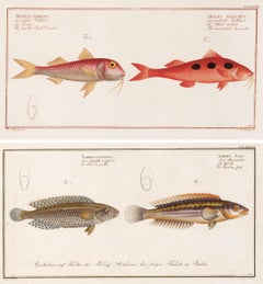 Pair of Fish Engravings