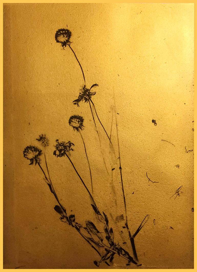 Carduus Nutans Sways de Marcy Palmer présente une petite assemblée de chardons musqués, illuminés sur un fond d'or. Cette photographie est réalisée en feuille d'or 24k sur vellum avec un vernis UV d'archivage et de la cire. Ce tirage mesure 22 x 16