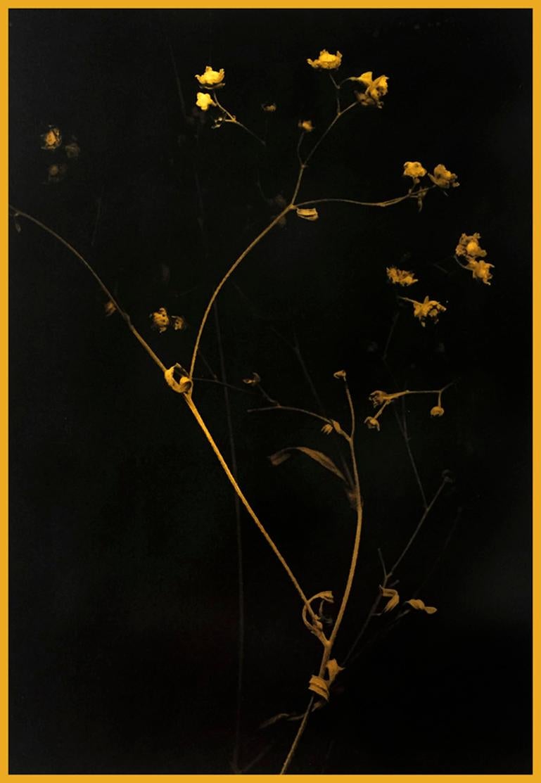 Elegant Petals by Marcy Palmer depicts a golden stem with budding flowers emerging from a dark background. This photograph is made of 24k gold leaf on vellum with an archival UV varnish and wax. This print measures 22 x 15.5 inches and is available