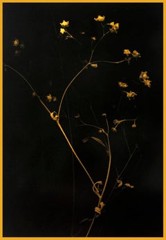 Elegant Petals by Marcy Palmer, 2021, 24k gold on vellum
