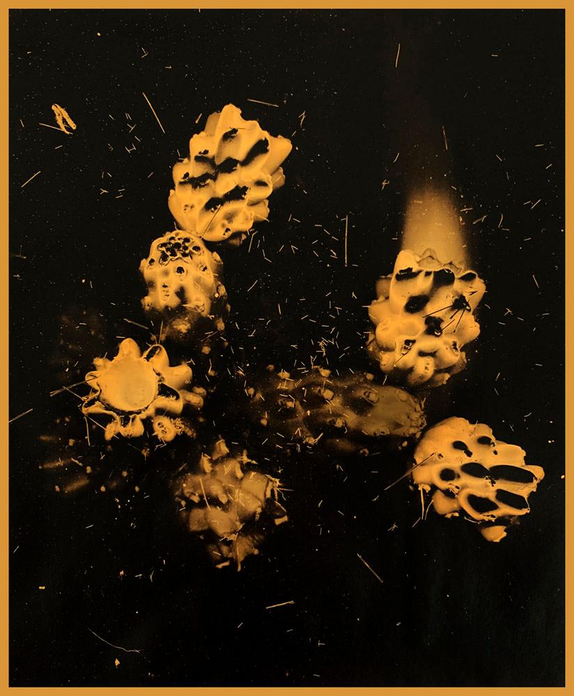 Firestorm/Time for Change von Marcy Palmer präsentiert eine Sammlung von goldenen Samenkapseln, die vor einem schwarzen Hintergrund aufplatzen. Dieses Foto ist aus 24-karätigem Blattgold auf Vellum mit einem UV-Lack und Wachs hergestellt. Dieser