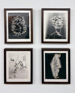 Mentha, from the series Seeds of Strength and Resilience