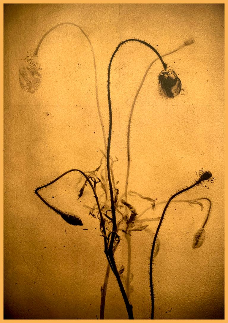 Once Was by Marcy Palmer presents a small bouquet of flower buds, illuminated in a background of gold. This photograph is made of 24k gold leaf on vellum with an archival UV varnish and wax. This print measures 9 x 6.5 inches and is available in an