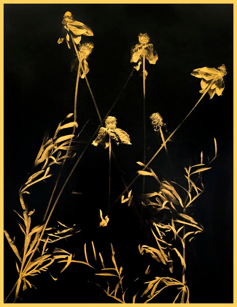 Stayed de Marcy Palmer présente une collection de fleurs, illuminées d'or. Cette photographie est réalisée en feuille d'or 24k sur vellum avec un vernis UV d'archivage et de la cire. Ce tirage mesure 21 x 16 pouces et est disponible dans une édition
