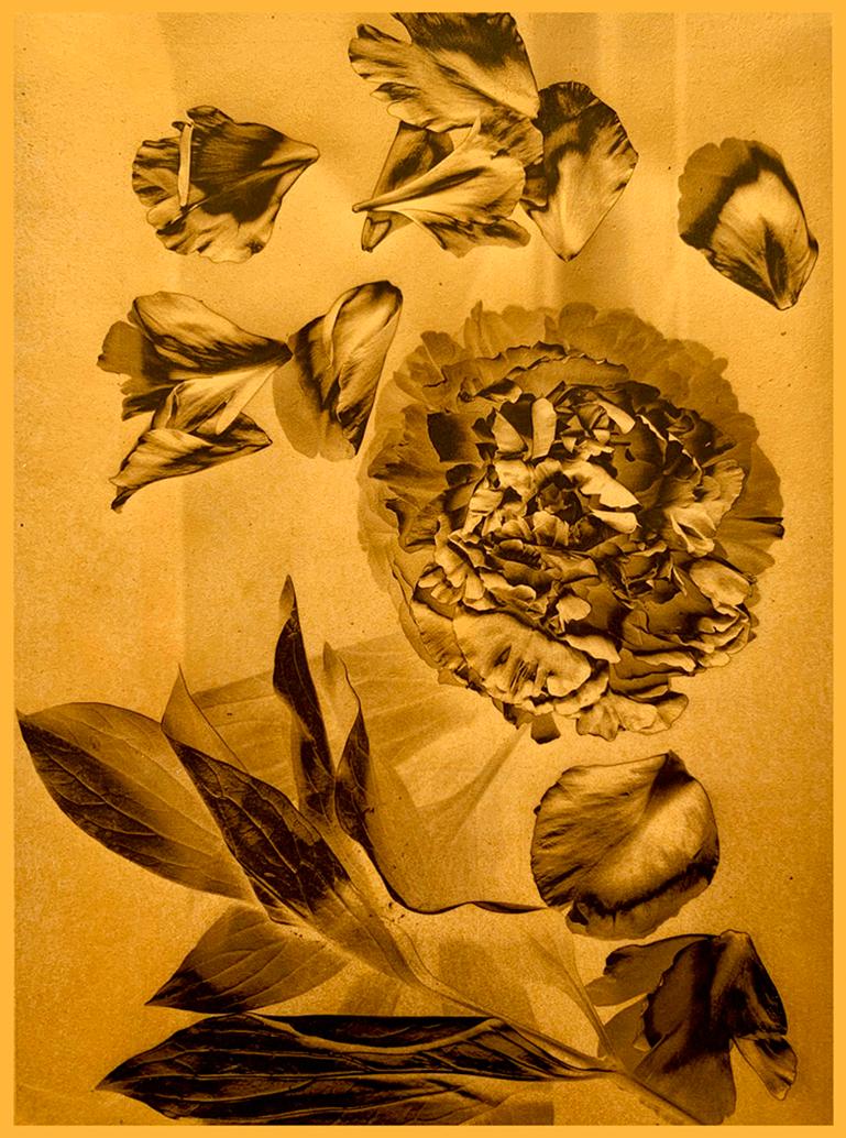 That Luscious Day von Marcy Palmer zeigt eine Nelkenblüte, umgeben von Blütenblättern und Blättern, die in Gold getaucht sind. Dieses Foto ist aus 24-karätigem Blattgold auf Vellum mit einem UV-Lack und Wachs hergestellt. Dieser Druck misst 22 x 16