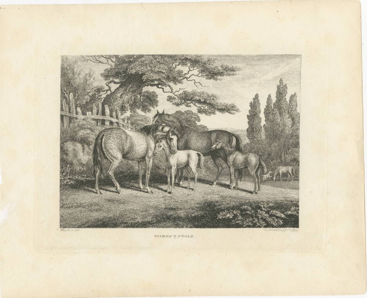 Mares & Foals Engraving – Original Georgian English Equestrian Print, 1799