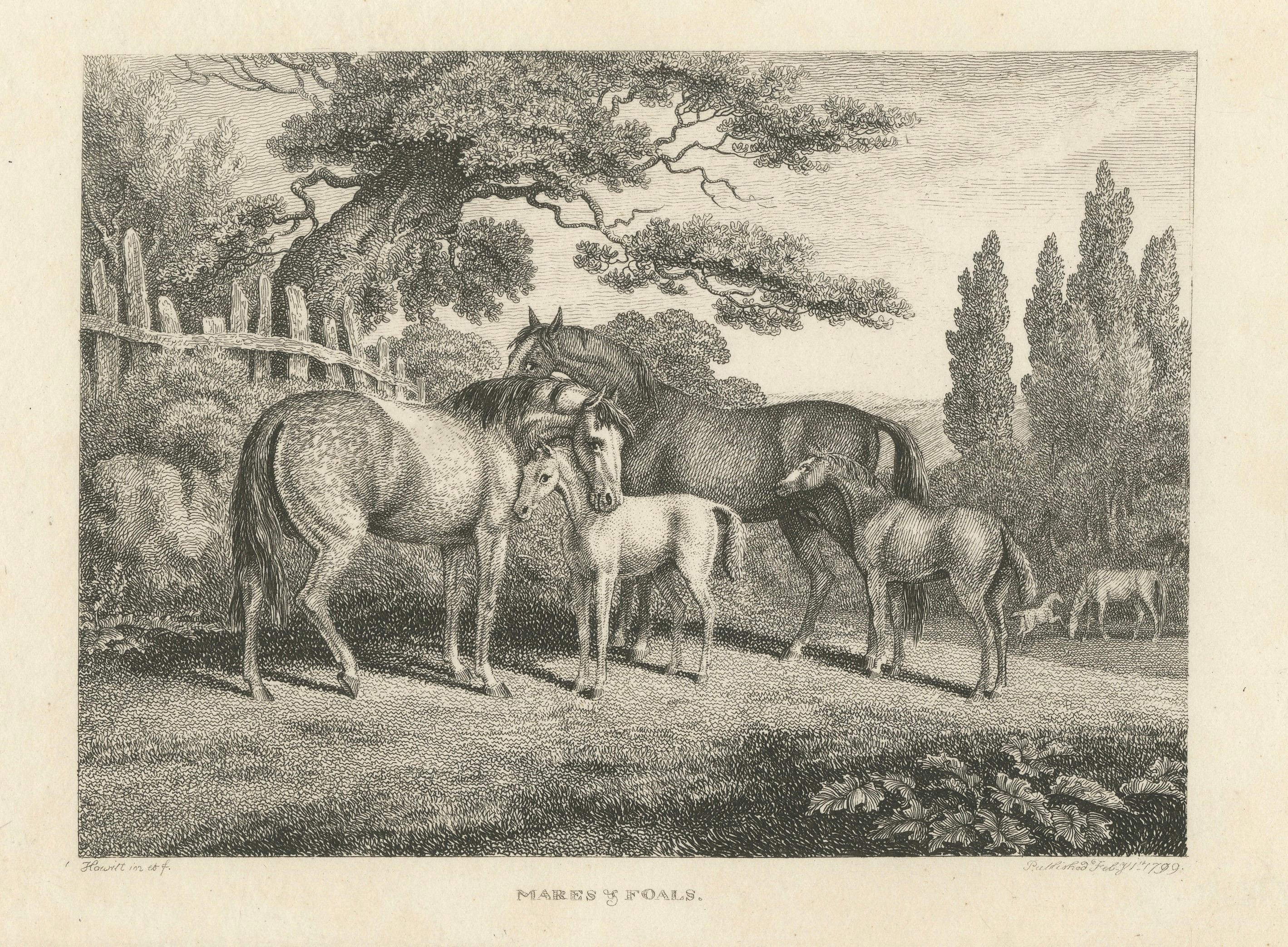 Mares & Foals Engraving – Original Georgian English Equestrian Print, 1799